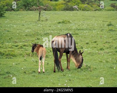 Mutterblaues oder weißbärtiges Wildebeest (Connochaetes taurinus) und neugeborenes Kalb auf Grünland-Akazienschrubber von Masai Mara Conservancy, Kenia, Afrika Stockfoto