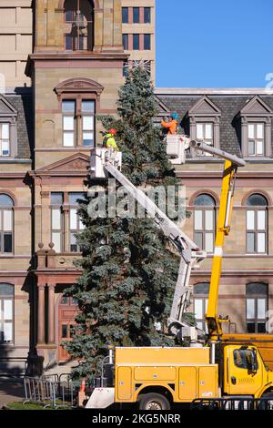 21. November 2022. Stadtmitarbeiter in einem Krankorb, der den Weihnachtsbaum vor dem Rathaus schmückt Stockfoto