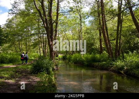 Die Wasserwiesen am Fluss Itchen, Wickham, bei Fareham, Meon Valley, Hampshire, England Stockfoto