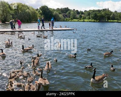 Kanada gees, Gänse und Stockenten auf dem See im Wimbledon Park, Merton, London, England Stockfoto