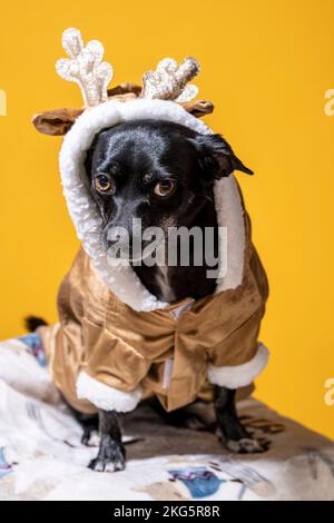 Kleiner Chihuahua Mix Dog im Rentierkostüm sitzend | Mangogelber Hintergrund Stockfoto