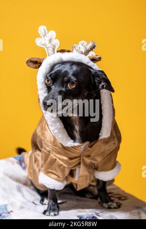 Kleiner Chihuahua Mix Dog im Rentierkostüm sitzend | Mangogelber Hintergrund Stockfoto