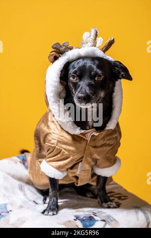 Kleiner Chihuahua Mix Dog im Rentierkostüm sitzend | Mangogelber Hintergrund Stockfoto