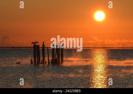 Wunderschöne Küstenlandschaft am Morgen. Vögel auf Baumstämmen über Wasser. Foto wurde in Gdynia, Polen, aufgenommen. Stockfoto