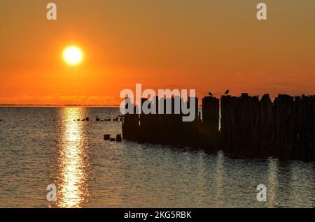 Wunderschöne Küstenlandschaft am Morgen. Vögel auf Baumstämmen über Wasser. Foto wurde in Gdynia, Polen, aufgenommen. Stockfoto