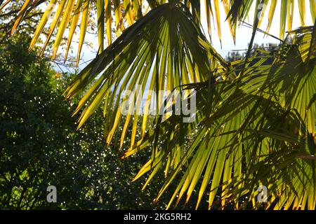 Nahaufnahme großer grüner gelber Palmenblätter unter direkter Herbstsonne bei Hintergrundbeleuchtung. Stockfoto