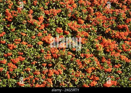 Feuerdornbeeren. Nahaufnahme der Hecke mit vielen roten Beeren auf grünem Laubgrund. Stockfoto