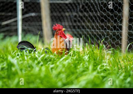 Im Frühjahr wird auf einer Ranch in amerika Freigeflügelschicht aufgelegt Stockfoto
