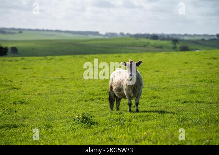 angus und Wagyu streicheln Kühe und Bullen im Frühling auf einem Bauernhof Stockfoto