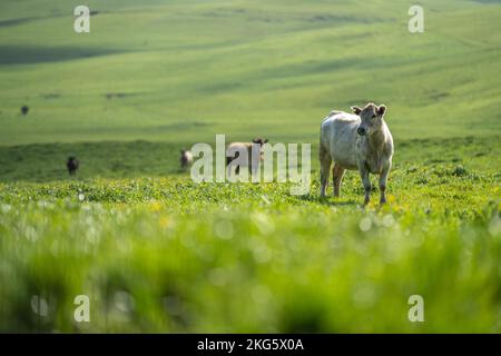 angus und Wagyu streicheln Kühe und Bullen im Frühling auf einem Bauernhof Stockfoto