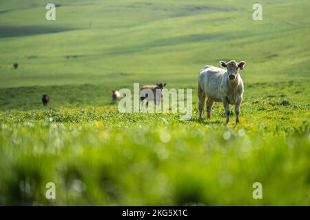 angus und Wagyu streicheln Kühe und Bullen im Frühling auf einem Bauernhof Stockfoto
