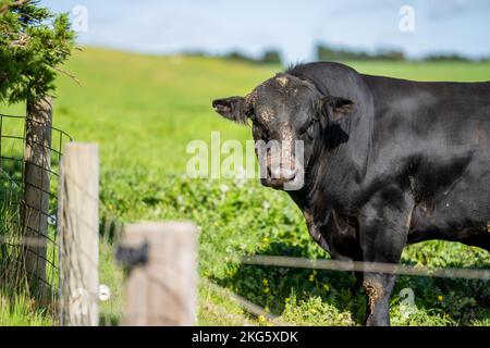 angus und Wagyu streicheln Kühe und Bullen im Frühling auf einem Bauernhof Stockfoto