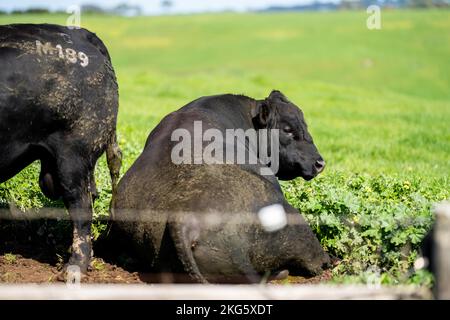 angus und Wagyu streicheln Kühe und Bullen im Frühling auf einem Bauernhof Stockfoto