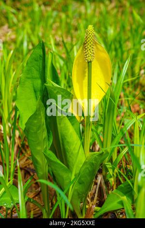 Westlicher Stinkkohl (Lysichitum americanum) blüht im Frühling Stockfoto