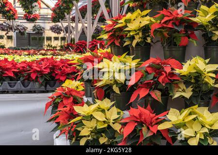 Rote und gelbe Poinsettien im Gewächshaus, die rechtzeitig zur Weihnachtszeit blühen. Stockfoto