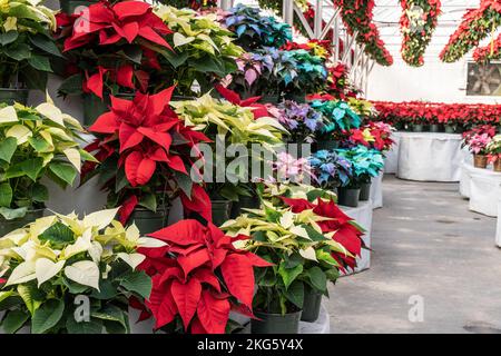 Bunte Poinsettias im Gewächshaus, die rechtzeitig zur Weihnachtszeit blühen. Stockfoto