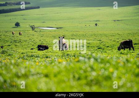 angus und Wagyu streicheln Kühe und Bullen im Frühling auf einem Bauernhof Stockfoto