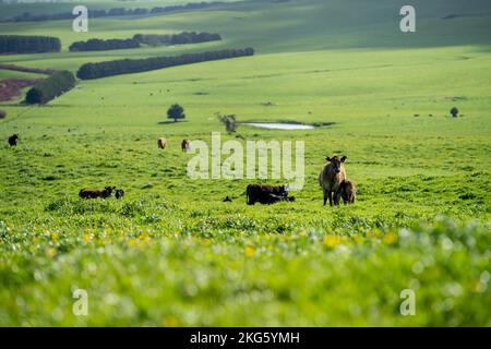angus und Wagyu streicheln Kühe und Bullen im Frühling auf einem Bauernhof Stockfoto