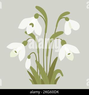 Blühende Schneeglöckchen blühen mit Blättern. Sanfte Waldfrühling weiße Blume gemeinsamen Schneeglöss. Vektorgrafik. Für Design, Dekoration und Druck Stock Vektor