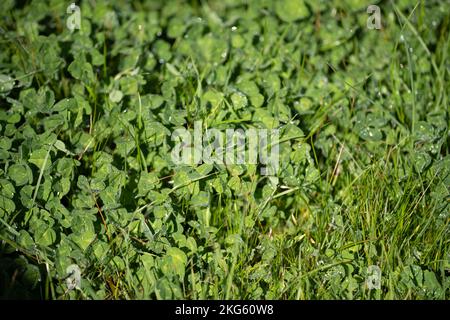 Klee und Gras aus nächster Nähe in einer Koppel in australien Stockfoto