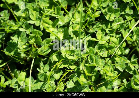 Klee und Gras aus nächster Nähe in einer Koppel in australien Stockfoto