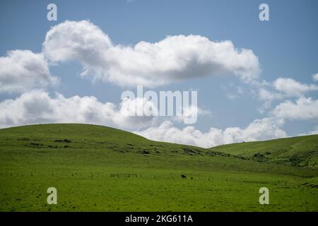 angus und Wagyu streicheln Kühe und Bullen im Frühling auf einem Bauernhof Stockfoto