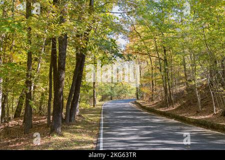 Oktober in einem goldfarbenen Arkansas Wald. Stockfoto