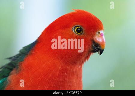 Nahaufnahme eines bunten männlichen australischen Königspapagei Stockfoto