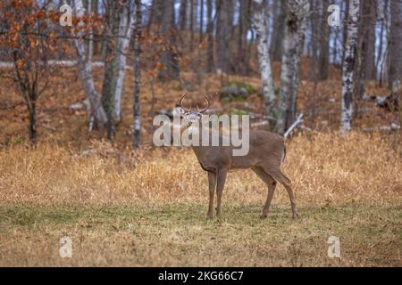 Weißschwanz-Bock während der Rut im nördlichen Wisconsin. Stockfoto