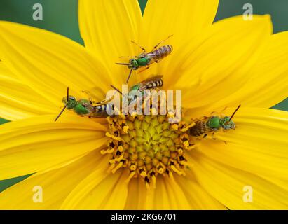 Eine Gruppe männlicher Agapostemon sp. Bienen versammeln sich für die Nacht auf einer wilden Sonnenblume Stockfoto