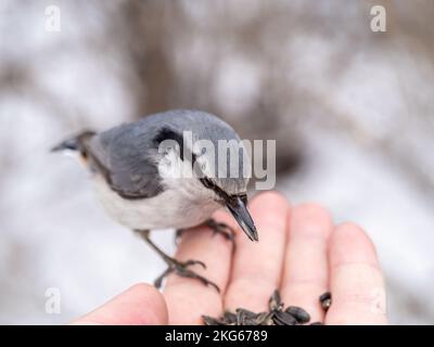 Der eurasische Kleiber frisst Samen aus der Hand eines Mannes. Hungriger Vogelholzknütchsel, der im Winter oder Herbst Samen aus der Hand frisst. Tierpflege in Stockfoto