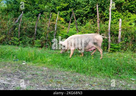 Ein großes ausgewachsenes Schwein sucht nach Futter im Gras Stockfoto