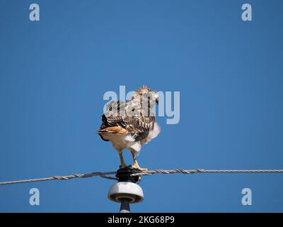 Rotschwanz-Falke blickt zurück in die Kamera, während er auf einem Isolator für einen Strommast sitzt. Wolkenloser blauer Himmel im Hintergrund. Fotografiert von unten mit Stockfoto