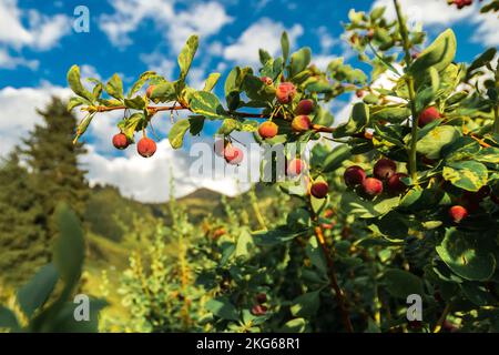 Flora und Vegetation im Sommerberg zentralasiens Stockfoto
