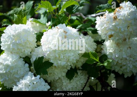 Weiße Blüten blühen im Frühling in tasmanien, australien Stockfoto