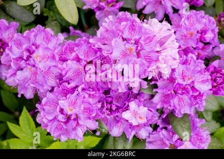 Rhododendron, wunderschöne blühende Azalea - blühende dekorative Sträucher. Purpurblüten der Azalea japonica Konigstein - japanische Azalea. Pistil und Stockfoto