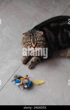 Eine vertikale Aufnahme einer süßen, flauschigen schottischen Faltschkatze, die mit einer gekleideten Spielzeugmaus spielt Stockfoto
