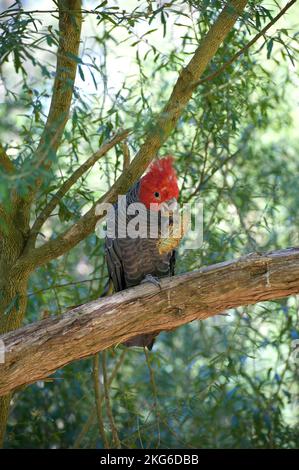 Ein Fan von Gang Gang Gang Gang Gang Cockatoos (Callocephalon Fimbriatum) hatte ihnen eine Banksia Blume zum Spielen gegeben. Dieser Mann hatte viel Spaß damit. Stockfoto