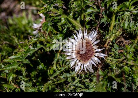 Carlina acaulis blüht auf der Wiese Stockfoto
