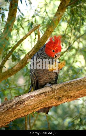 Ein Fan von Gang Gang Gang Gang Gang Cockatoos (Callocephalon Fimbriatum) hatte ihnen eine Banksia Blume zum Spielen gegeben. Dieser Mann hatte viel Spaß damit. Stockfoto