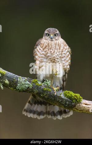 Eurasischer Sperber Accipiter nisus, Jungtier hoch oben auf dem Ast, Suffolk, England, November Stockfoto