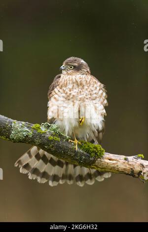 Eurasischer Sperber Accipiter nisus, Jungtier hoch oben auf dem Ast, Suffolk, England, November Stockfoto