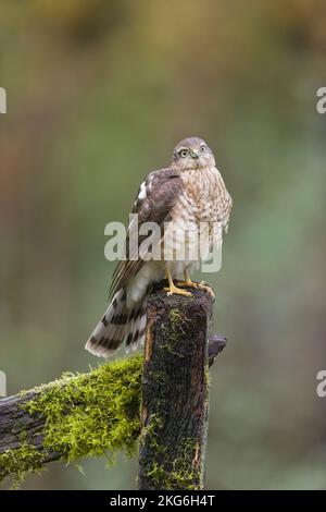 Eurasischer Sperber Accipiter nisus, Jungtier auf dem Posten, Suffolk, England, November Stockfoto