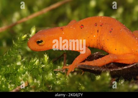 Natürliche Nahaufnahme auf einem farbenfrohen roten eft-Stadium juvenilen Rotfleckenmolch Notophthalmus viridescens, der auf Moos sitzt Stockfoto