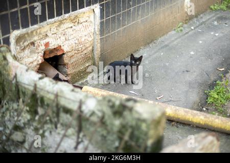 Obdachloses schwarzes Kätzchen. Schwarzes Kätzchen auf der Straße. Tierleben in der Stadt. Wildkatze. Stockfoto