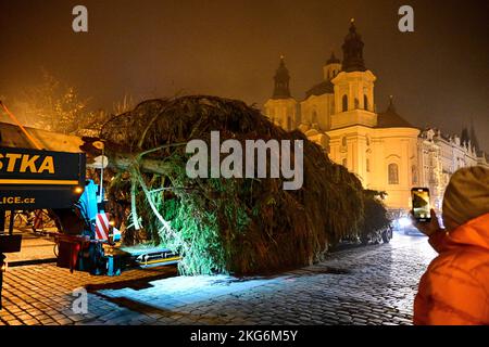 Prag, Tschechische Republik. 22.. November 2022. Am 22. November 2022 bringen Spezialisten den Prager Weihnachtsbaum zur Installation auf den Altstädter Ring in Prag, Tschechien. Die Norwegenfichte (Picea abies) ist etwa 25 Meter hoch und 58 Jahre alt. Kredit: Roman Vondrous/CTK Foto/Alamy Live Nachrichten Stockfoto