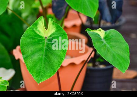 Colocasia Esculenta Schweinschwanzprinzessin im Garten Stockfoto