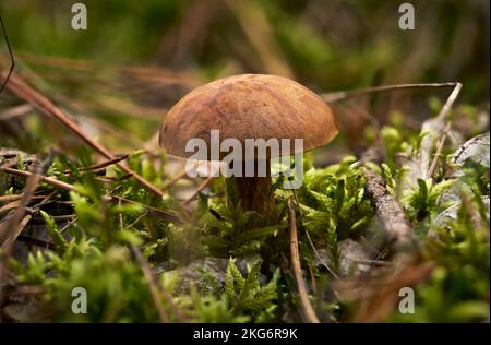 Braune Bay Bolete Pilze wachsen in Wäldern Stockfoto