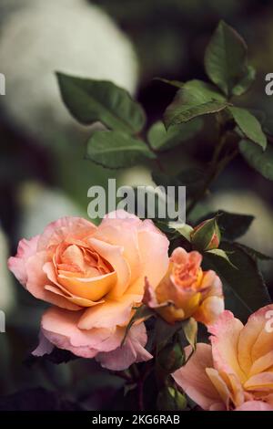 Nehmen Sie wunderschöne rosa und pfirsichfarbene Rosen auf, die im Busch wachsen Stockfoto