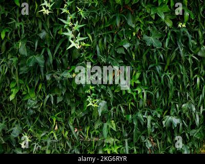Nahaufnahme der speziell geformten Blätter des englischen Efeu hedera Helix Ahornblattes. Stockfoto